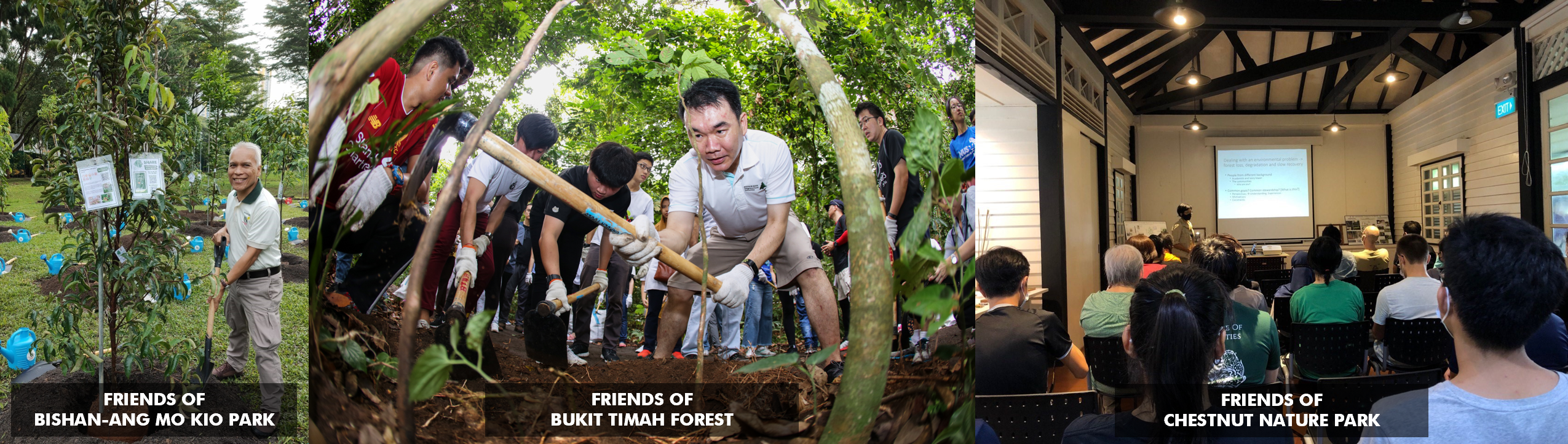 Three scenes of park activities: tree planting at Bishan-Ang Mo Kio Park, gardening in Bukit Timah Forest, and a lecture at Chestnut Nature Park.